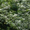 Winter King Hawthorn #10 - Image 3
